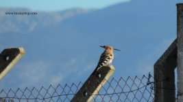 2017.11.15 Hoopoe.JPG