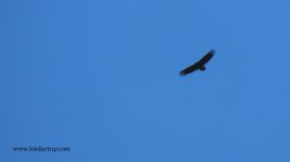 2017.11.15 Black Vulture.JPG