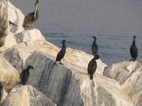 Brandt's Cormorant.jpg