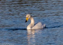 whooper swan-4431.jpg