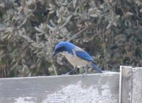 Island Scrub Jay.jpg