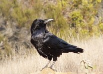 Common Raven.jpg