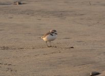 Snowy Plover.jpg