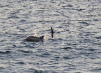 Shearwater and dolphin.jpg