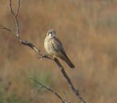 American Kestrel.jpg