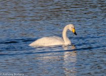 whooper swan-4439.jpg