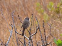 Bell's Sparrow.jpg