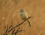 Rufous-crowned Sparrow.jpg