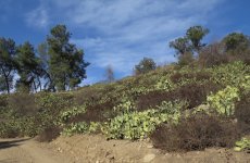 Cactus covered hillside.jpg