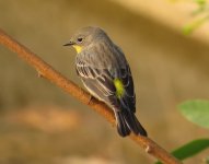 Yellow-rumped Warbler.jpg