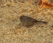 CA Towhee.jpg