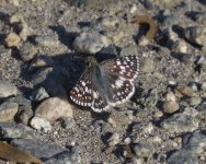 Checkered Skipper.jpg