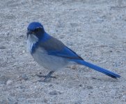 CA Scrub Jay.jpg