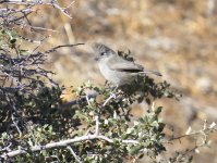 Oak Titmouse.jpg