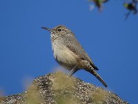 Rock Wren.jpg