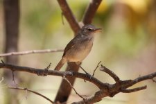 Cape Verde Warbler.jpg