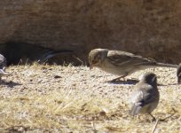 Brewer's Sparrow.jpg