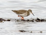 redshank.jpg