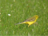 Yellow Wag 320x240.jpg