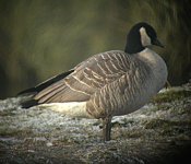 Richardson's-Canada-Goose10.jpg