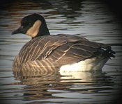 Richardson's-Canada-Goose8.jpg