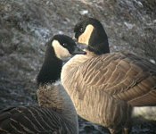 Richardson's-Canada-Goose6.jpg