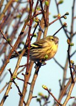 female-siskin.jpg