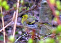 male-siskin.jpg