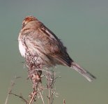 Pale Reed Bunting2a.JPG