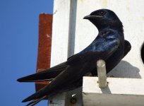 purple martin.jpg