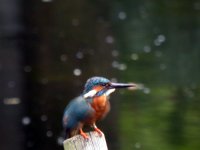 kingfisher3.jpg