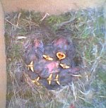 blue tit nest - all hatched with at least 8 chicks - brooks green - 12-5-03.jpg