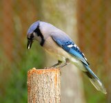 wbf-bluejay3869.jpg