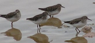 sandpipers.jpg