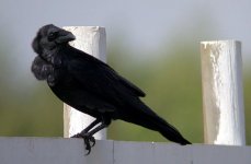 Chihuahuan Raven 11-10-02 1a.jpg