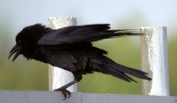 Chihuahuan Raven 11-10-02 1b.jpg