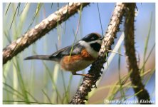 Black-throated-Tit.jpg