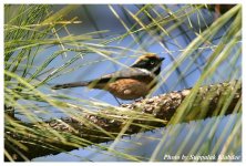 Black-throated-Tit-03.jpg