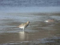 curlew.jpg