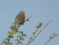 Corn Bunting.JPG