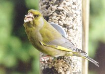 greenfinch eating.jpg