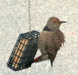 northern-flicker.jpg