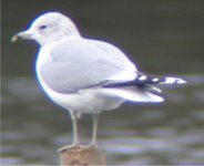 common gull1.jpg