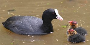 coot.jpg