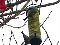 Siskins on Yellow.jpg