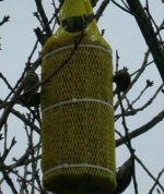 Siskins on Big Yellow.jpg