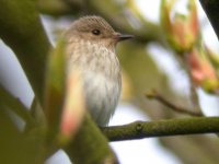 spotted flycatcher dscn6351ceo.jpg