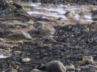 curlewwhimbrel dscn6317ao.jpg