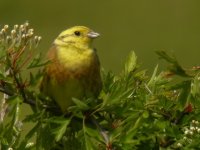 yellowhammer dscn6294c_filtered.jpg