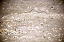 Shorebird Assortment 1.jpeg